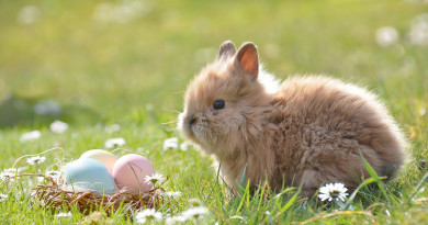 Sorpresa di Pasqua 2017 LAST MINUTE